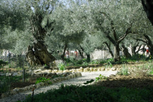 Гефсиманський сад