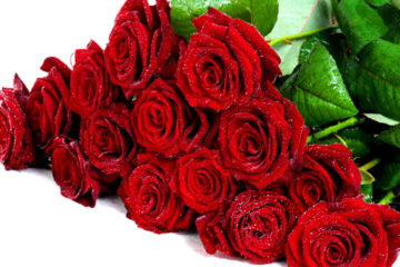 Buket-fresh-red-roses-Flower-Wallpaper-Hd-1920x1200