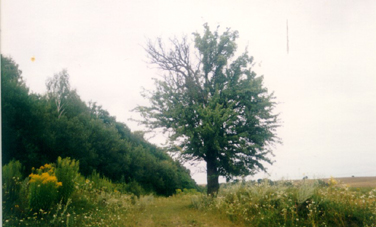 Стара груща за селом при давній дорозі як свідок багатьох бувальщин. Фото Григорія Радошівського, 2004 р.
